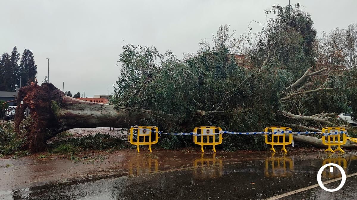 Los efectos del viento y la lluvia en Córdoba