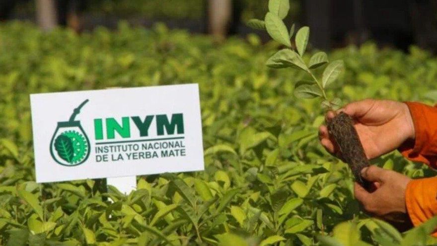 Milei ejecuta el golpe final al Instituto Nacional de la Yerba Mate  y abre un escenario incierto para Misiones