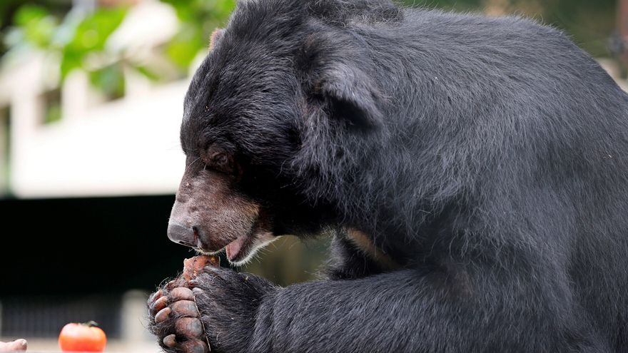 Vietnam prohíbe el comercio de animales salvajes por la pandemia de COVID-19