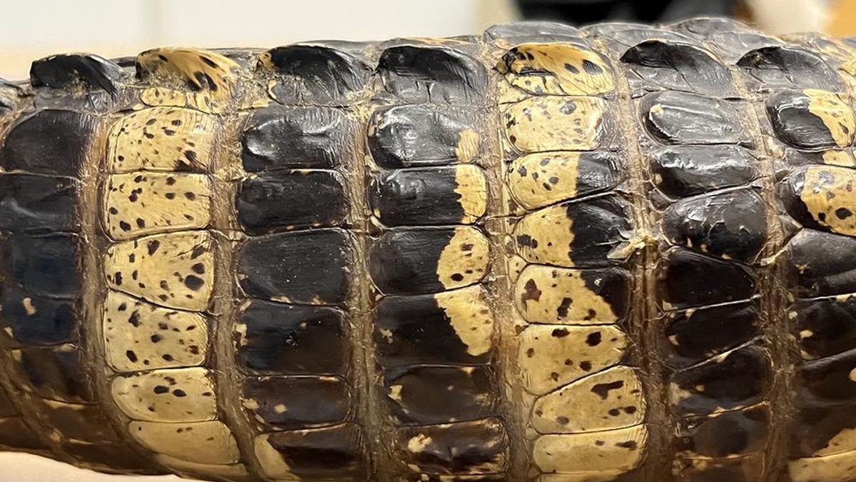 Detalle de la cola de un ejemplar de 'Alligator mississippiensis' de las colecciones del Museo de Ciencias Naturales de Barcelona que muestra diferentes bandas de coloración.