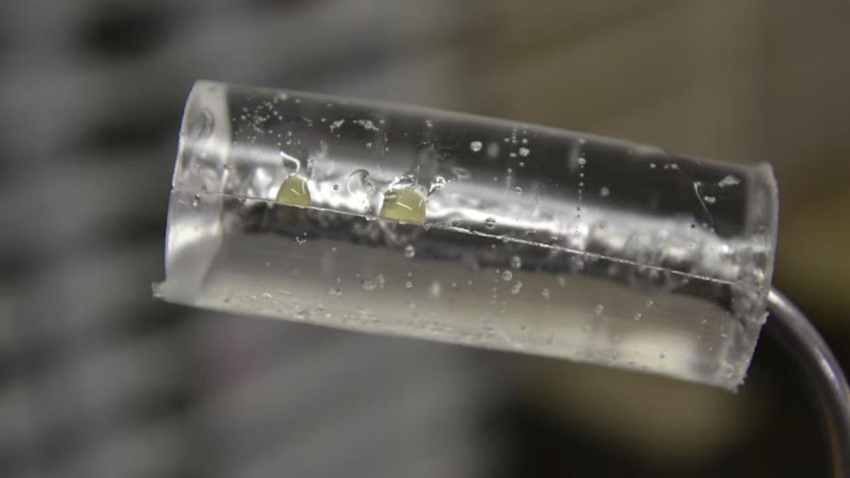 Las observaciones de los investigadores demuestran que el movimiento de una serpiente venenosa se desarrolla en milésimas de segundo y con una precisión que supera la capacidad de reacción de cualquier presa