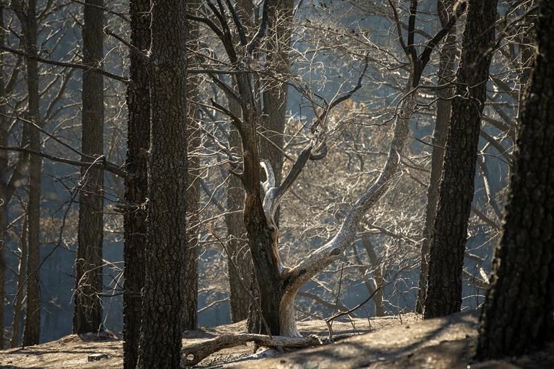 Zonas afectadas por el fuego del incendio forestal, en el Barranco Los Pajaritos (Cueva Corcho).