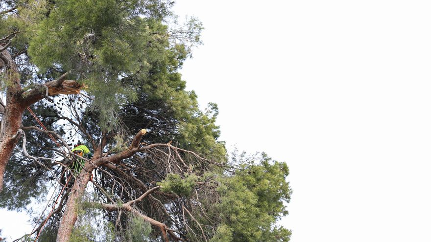 Archivo - Un operario realiza trabajos de supervisión de árboles