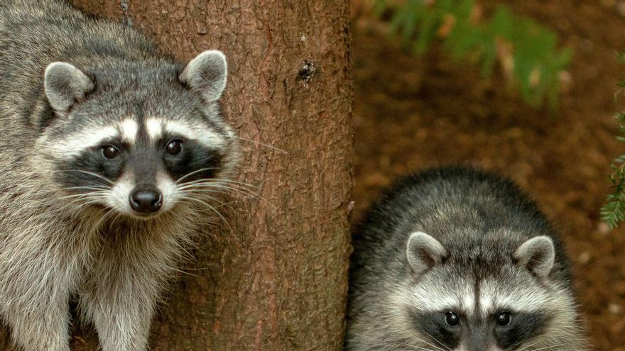 Varios mapaches en un entorno natural. Su dieta oportunista y su capacidad para desenvolverse en ambientes muy distintos explican parte de su éxito como especie invasora