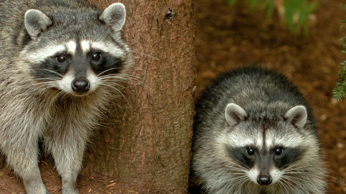 Miles de mapaches invaden la sierra de Mallorca: "Cuando son pequeños son monos, pero luego dejan de quererlos"