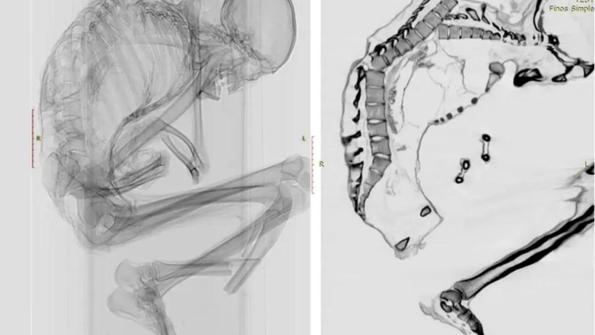 El cuerpo hallado en el Atacama devuelve rostro a un oficio extremo