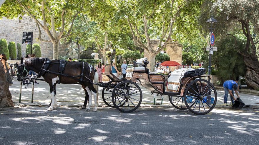 Progreso en Verde acusa al Ajuntament de Palma de inacción ante las infracciones de las galeras de caballos