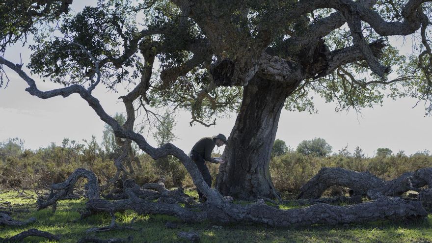 국립공원의 나무들은 지속적이고 빠른 속도로 파괴되고 있습니다.