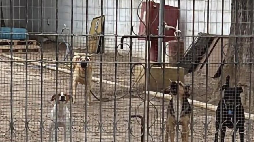 Denuncian el estado del refugio de animales de la Mancomunidad de Cádiz: "Algunos perros se matan entre ellos"
