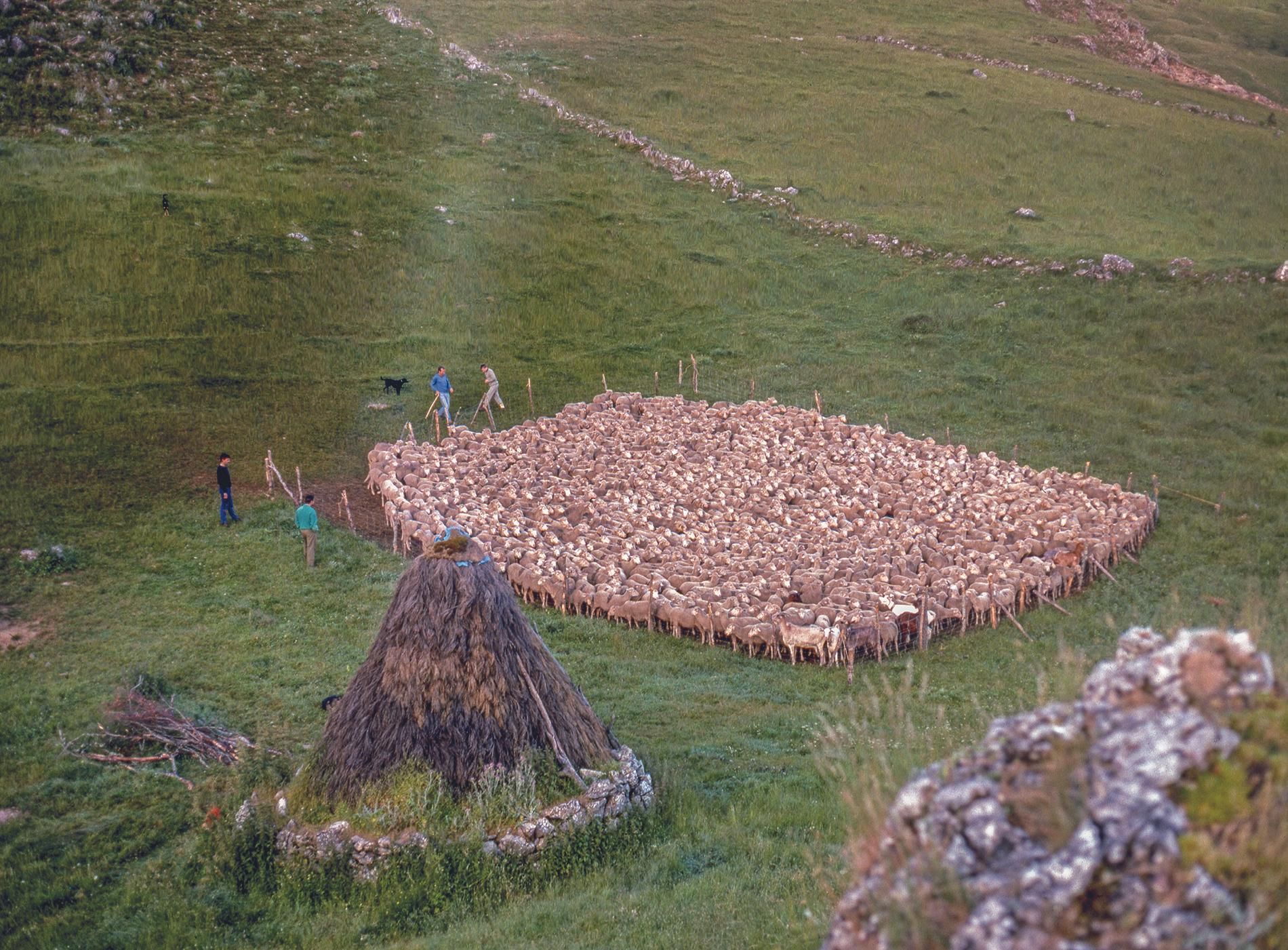 Labores de campo tradicionales en la ganadería y el pastoreo de las ovejas merinas.