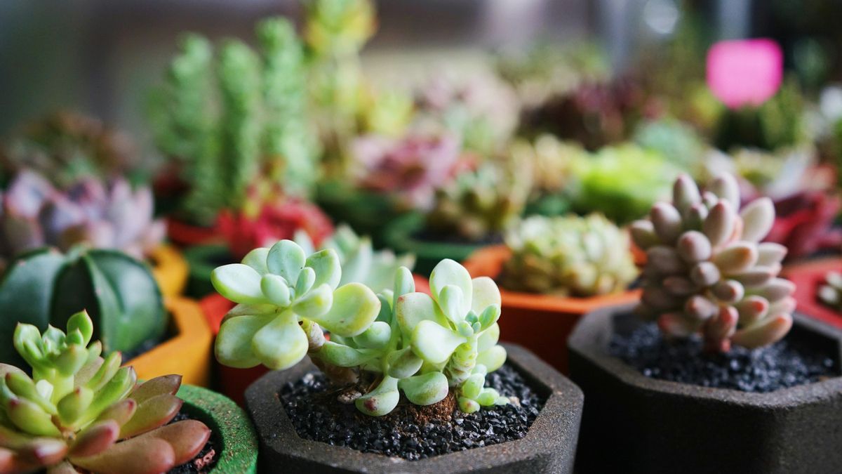 Si tu balcón es sombrío todo el día, es mejor optar por especies que realmente amen esas condiciones y te eviten frustraciones.