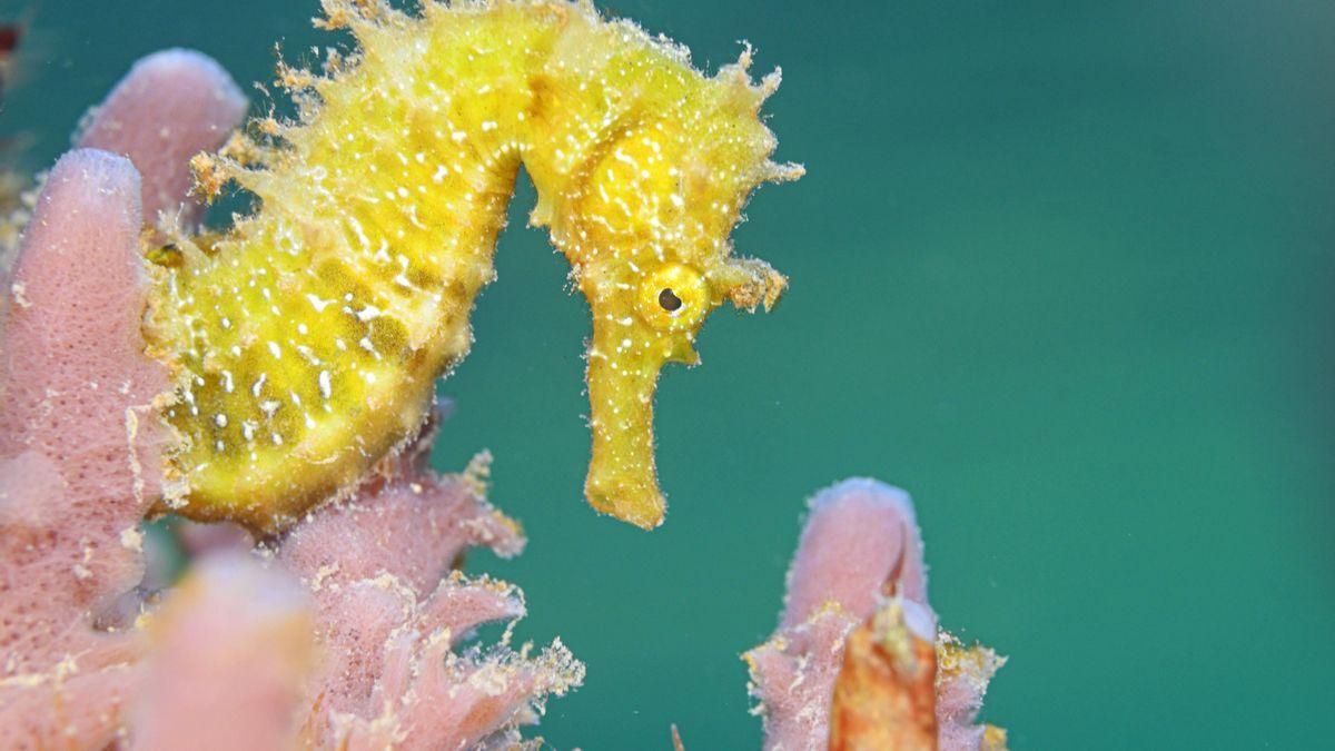 El caballito de mar del Mar Menor ya es una especie vulnerable: "Es un gran paso, su situación es crítica"