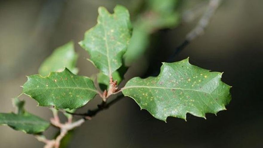 La encina es el árbol dominante en el valle del río Ungría (Guadalajara)