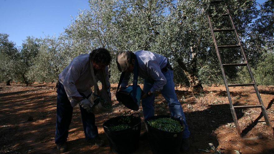 Recogida de la aceituna