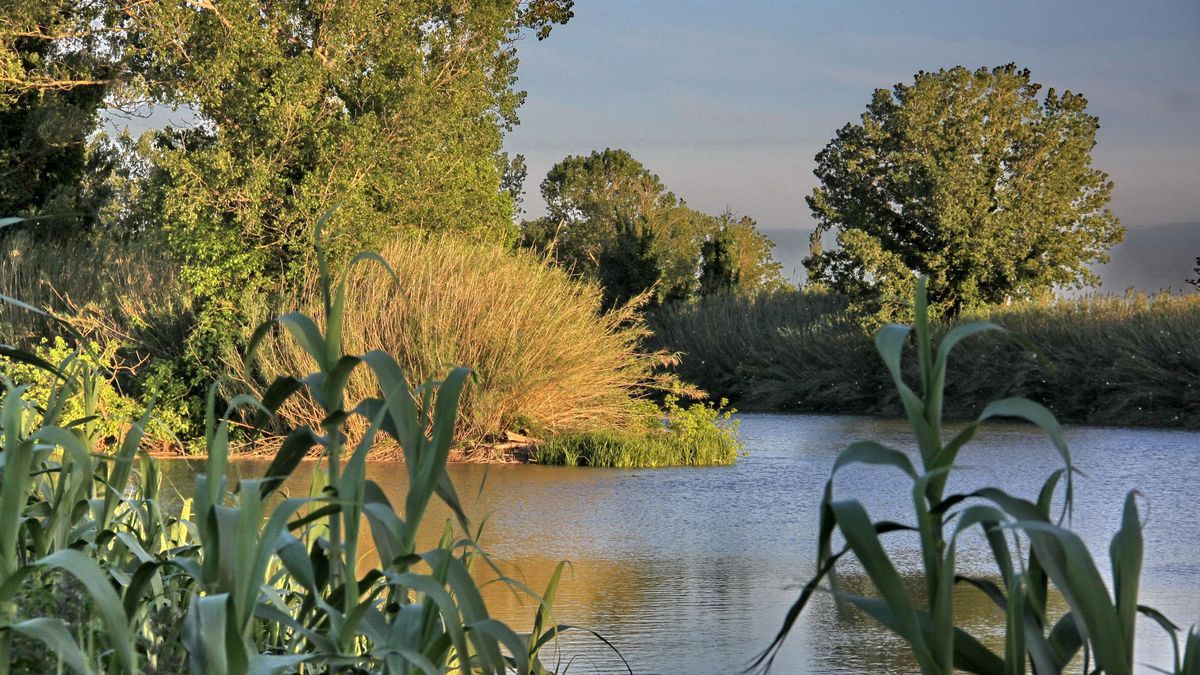 La isla fluvial del Ter que conserva una valiosa muestra de bosque de ribera en el Baix Empordà