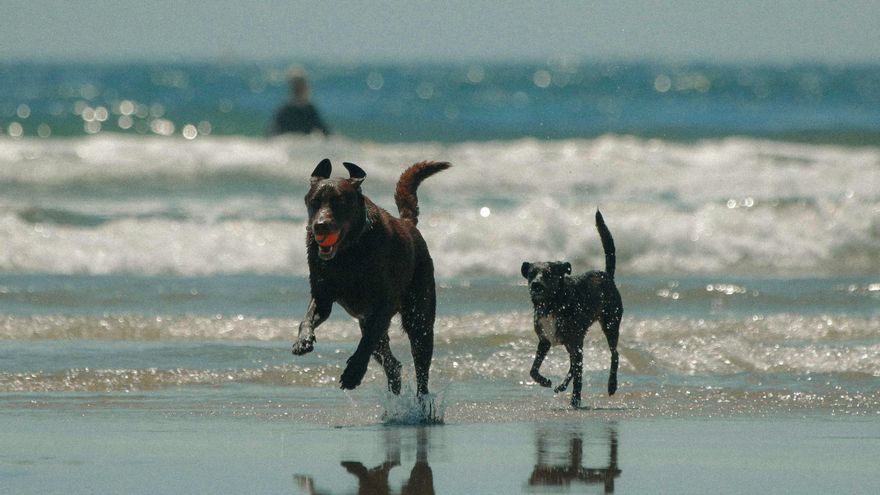 Cinco playas de España donde podrás darte un baño refrescante con tu perro