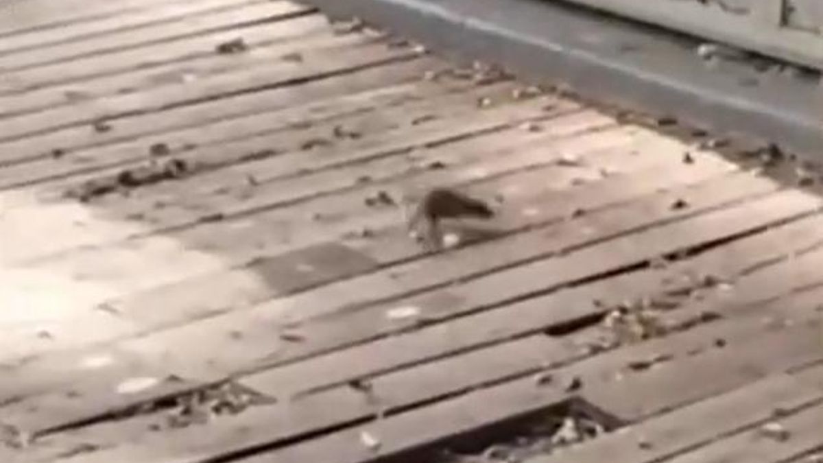 Una asociación de vecinos denuncia una plaga de ratas en varios puntos de Santa Cruz de Tenerife