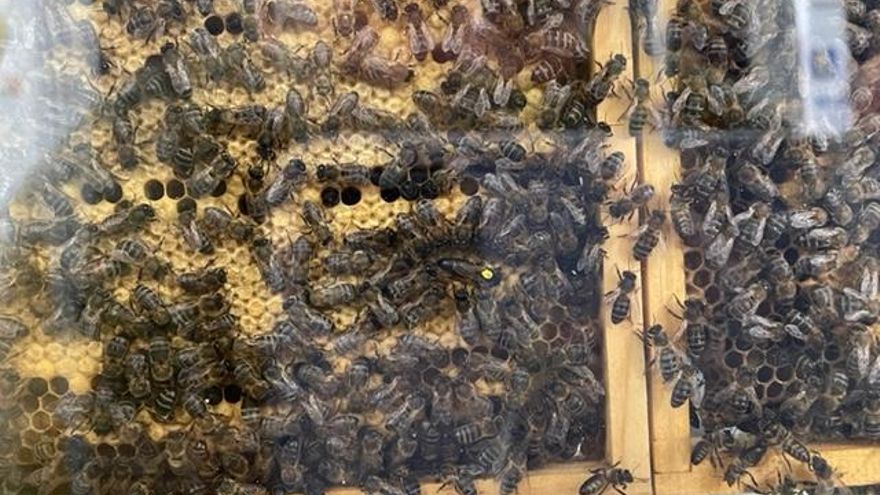 Panel de Abejas