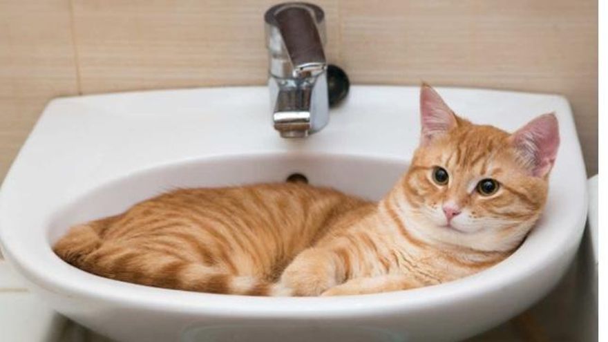 ¿Tu gato te sigue al baño? Este es el verdadero motivo