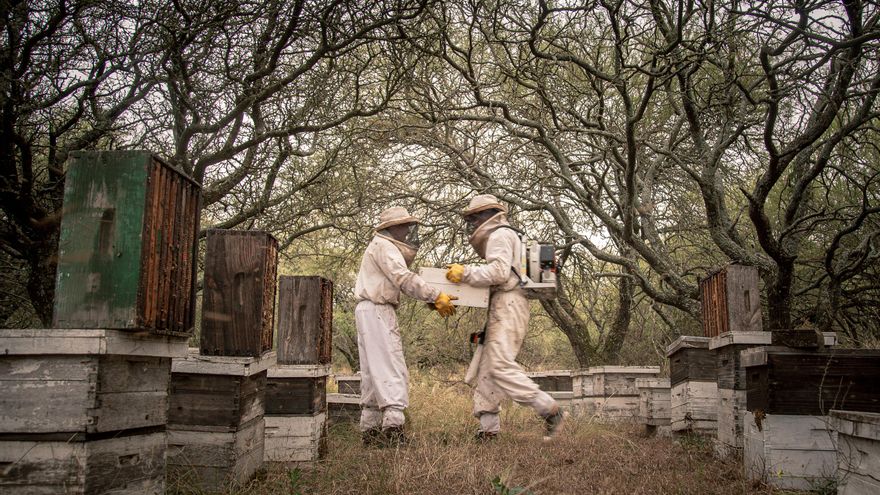 El legado de Fede: busca pasar su oficio para salvar la miel silvestre en la Patagonia