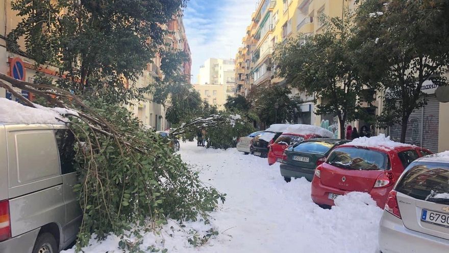 Los árboles de Madrid no estaban preparados para la nevada "excepcional" de Filomena