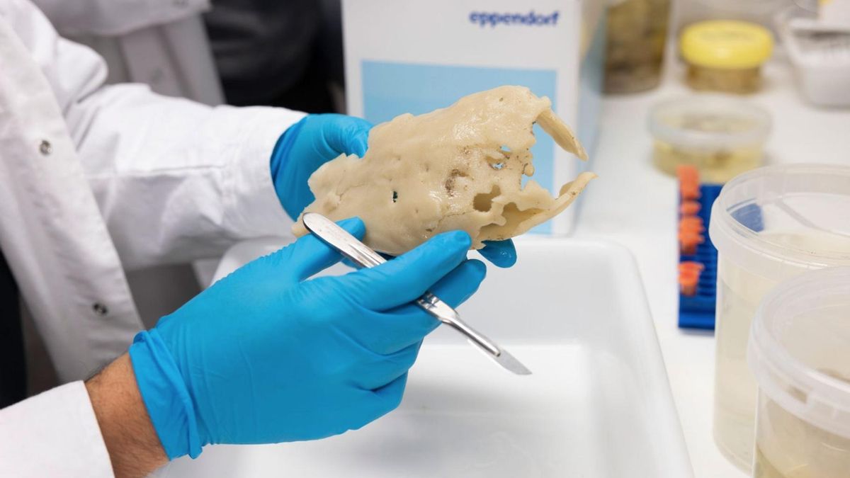 Descubren un nuevo grupo de esponjas marinas en España que podría reescribir el origen de los animales