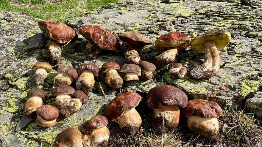 El Pirineo aragonés, un olimpo micológico: el lugar donde encontrar todas las especies de setas del país