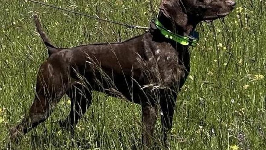 Secuestran en un pueblo de Toledo a Atos, un perro de élite que se preparaba para un campeonato mundial