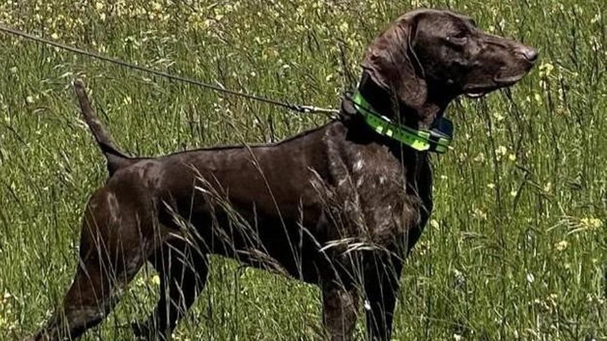 Secuestran en un pueblo de Toledo a Atos, un perro de élite que se preparaba para un campeonato mundial