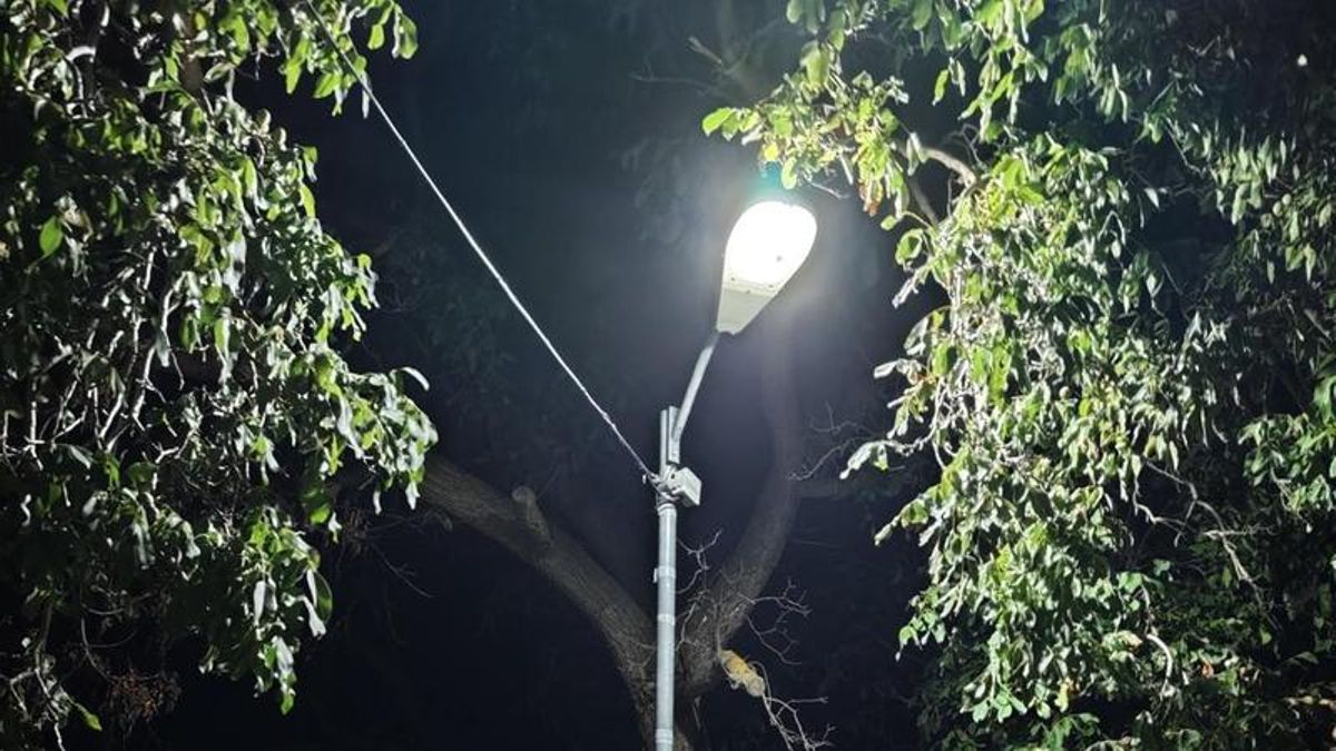 La farola entre las ramas del árbol