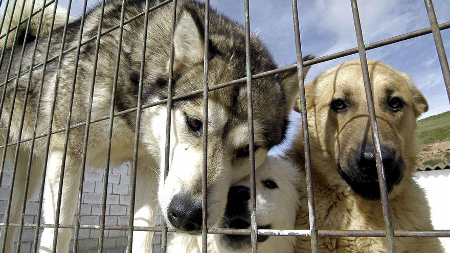 Conflicto con los animales abandonados en La Rioja: "No hay una recogida real"