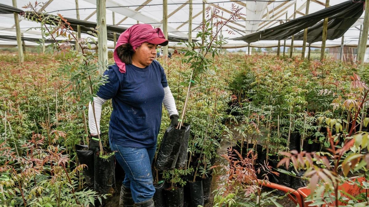 La trabajadora Brenda Sánchez selecciona las plántulas que están listas para ser vendidas o plantadas en el vivero Pistachos de los Andes. Afirma que las plantas deben ser tratadas con cuidado, especialmente porque el agua es escasa.