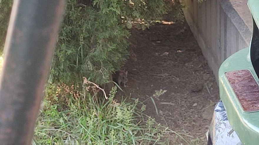Cae una rata sobre una profesora en un colegio de Zaragoza: el centro denuncia la presencia de roedores "desde hace meses"
