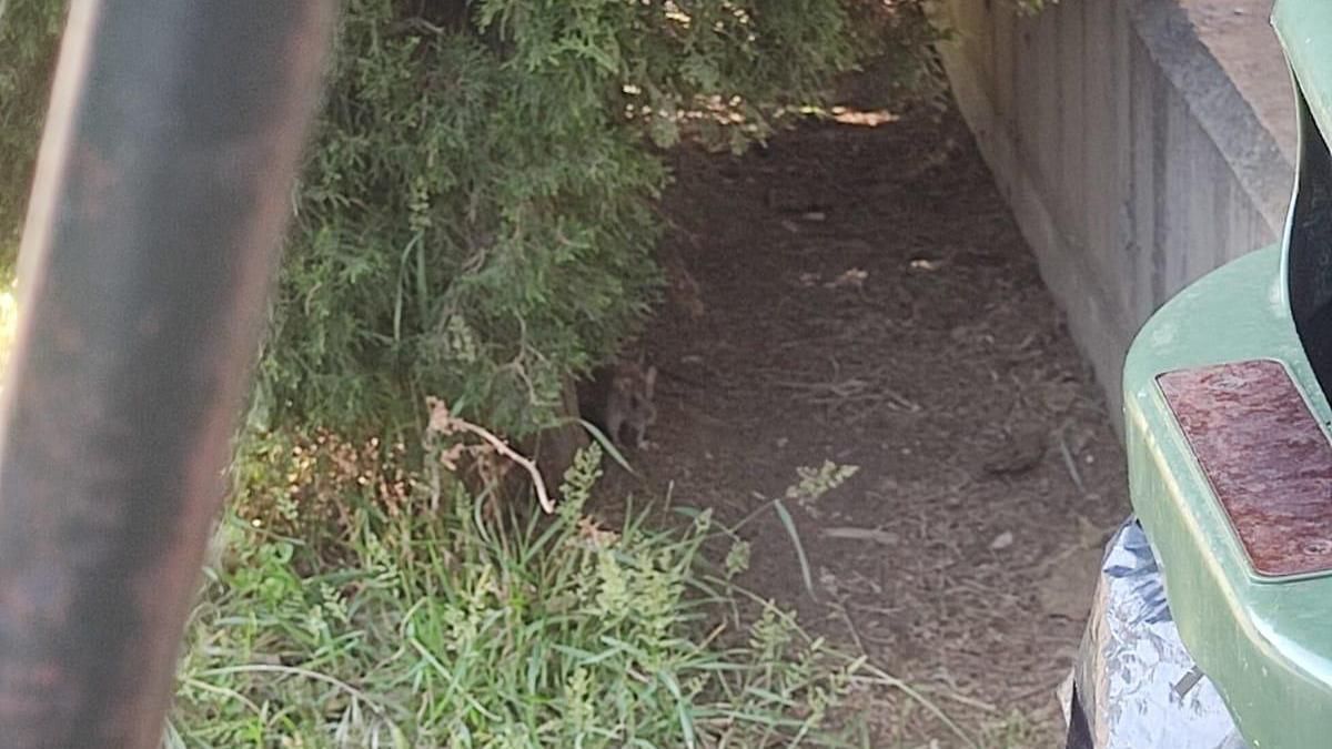 Ratas en el CEIP Josefa Amar y Borbón de Zaragoza