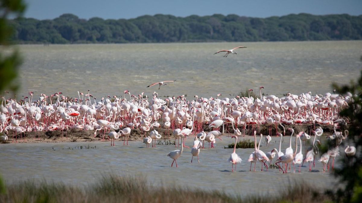 La borrasca deja una marisma de Doñana inundada casi por completo y augura un buen año de cría para las aves