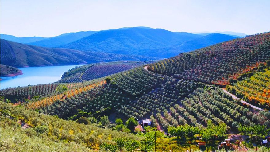 La provincia de Cáceres impulsa un proyecto de turismo rural en torno a la cultura del olivar