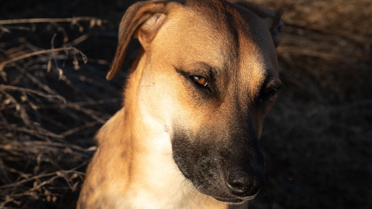 Los perros también sufren estrés