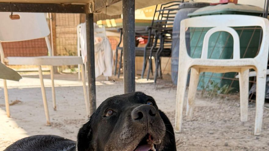 Luna pide otra oportunidad: la perra de 8 años que se ha quedado sin familia y espera en el refugio