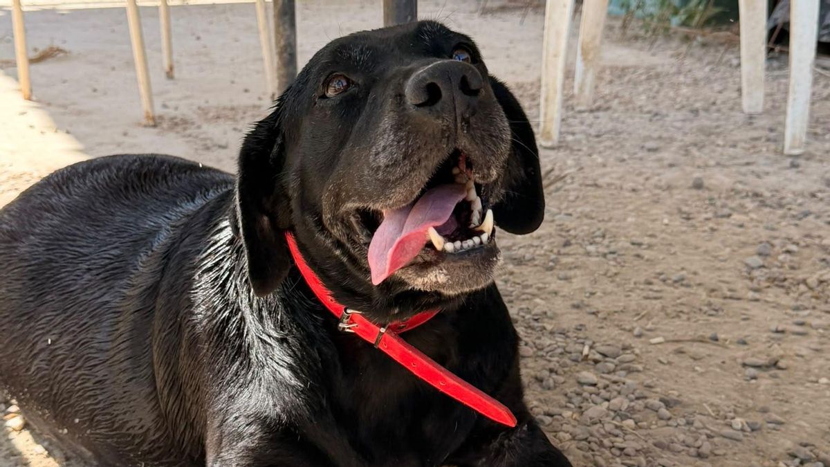 Luna pide otra oportunidad: la perra de 8 años que se ha quedado sin familia y espera en el refugio
