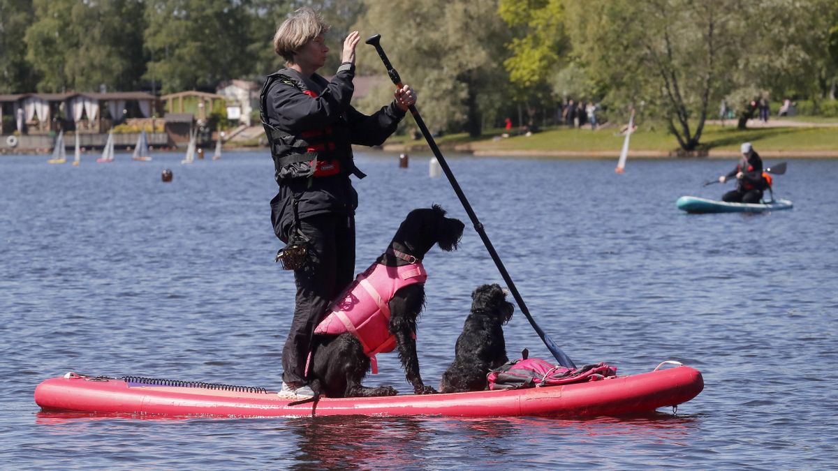 Perros haciendo paddle surf, en una foto de archivo