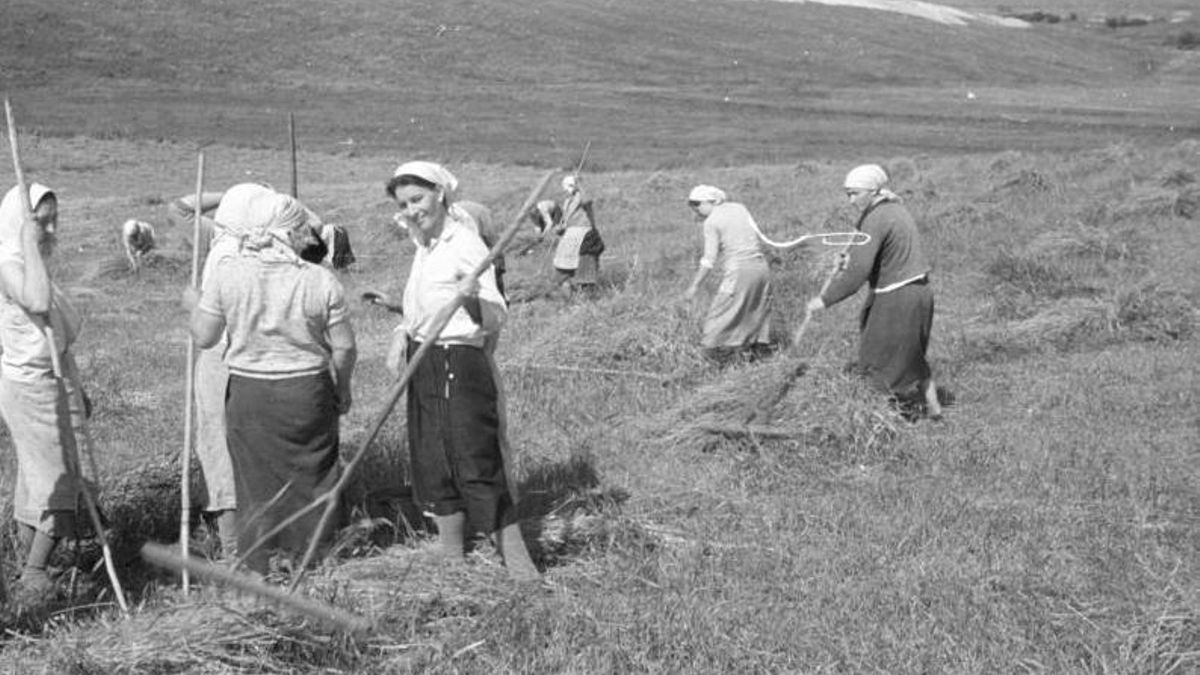Esposas de agricultores en la cosecha