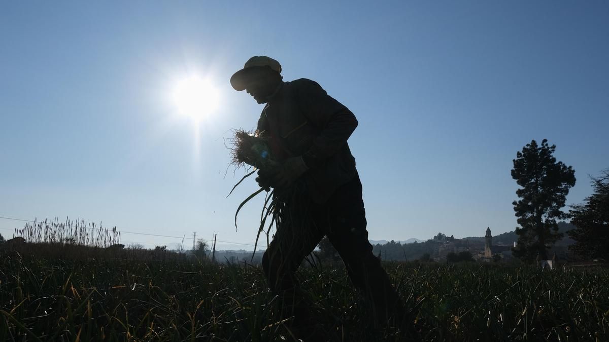 Agricultores valencianos destruyen sus cosechas: cebollas a 36 céntimos en el campo y hasta 2,24 euros en el súper