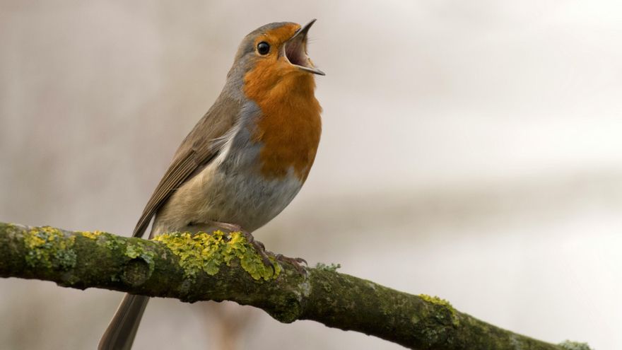¿Por qué unos cantan melodías complejas y otros repiten siempre las mismas notas? Una investigación revela el secreto del canto de los pájaros