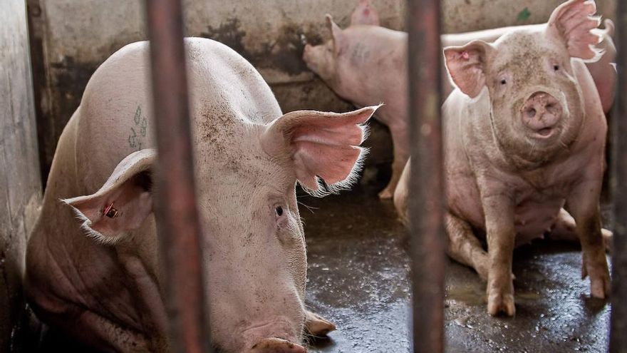 Vecinos y Ayuntamiento frenan la implantación de la macrogranja prevista en Bailén