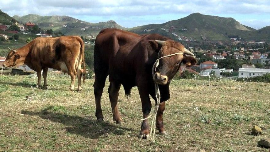 Ganado bovino en una explotación del municipio de La Laguna