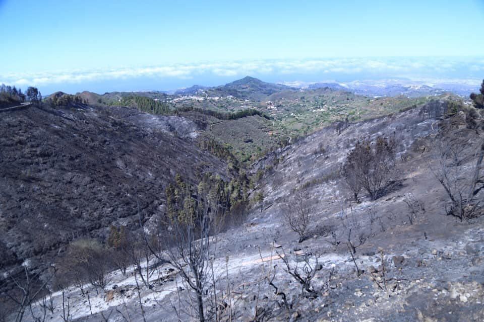 Consecuencias del fuego en la cumbre de Gran Canaria.