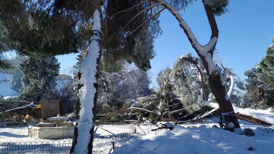 Árboles derribados por 'Filomena' en Toledo