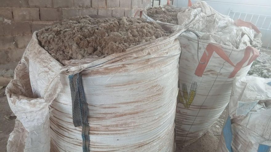 La lana de las ovejas se acumula en las granjas sin posibilidad de salida: "Ahora es un residuo"