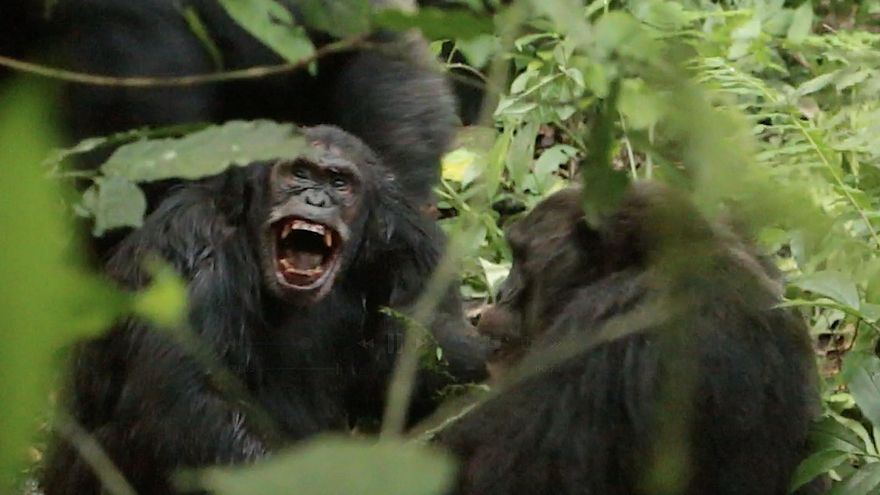 Documentan la primera ‘guerra civil’ entre chimpancés: “Mataban a miembros de su antiguo grupo”