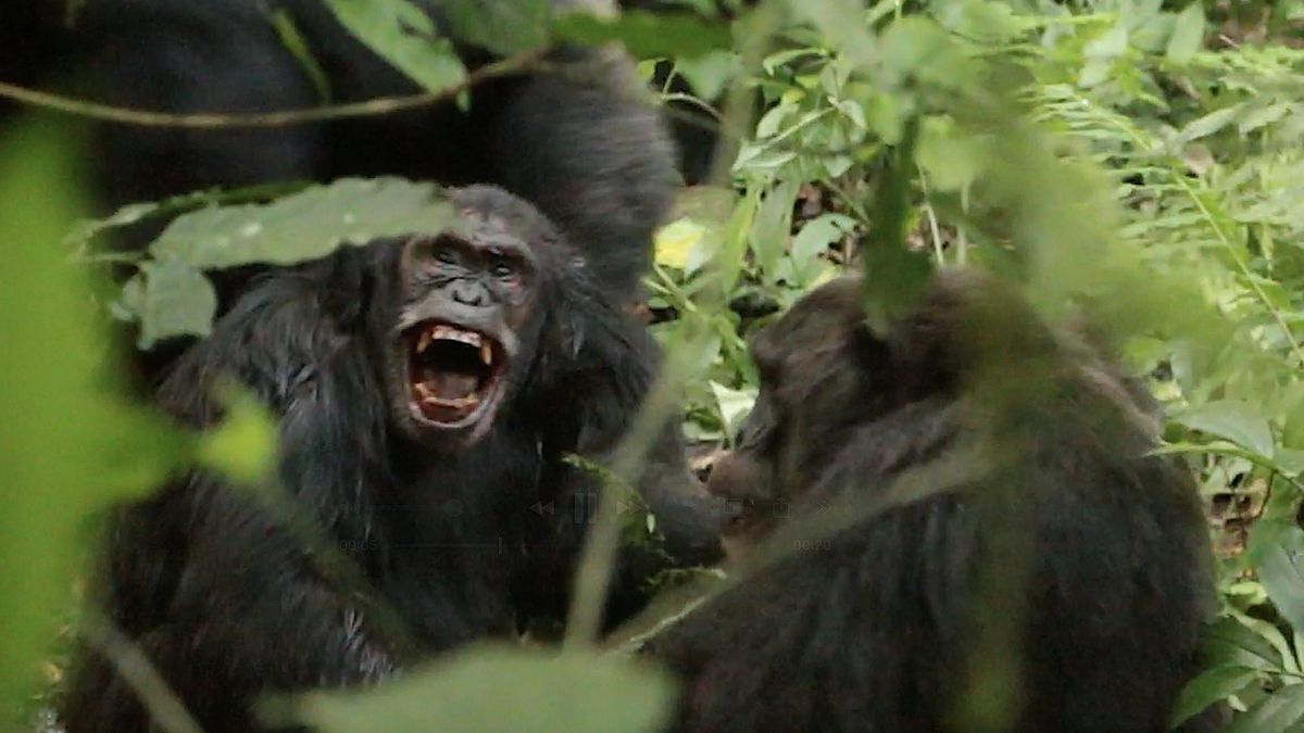 Documentan la primera ‘guerra civil’ entre chimpancés: “Mataban a miembros de su antiguo grupo”